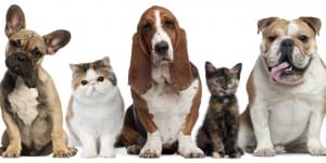 10 top grossing products pet supplies